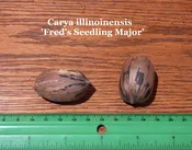 Fred’s Seedling Major Pecan