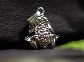Pendant – Rugose Frog From India