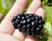 Caddo Thornless Blackberry