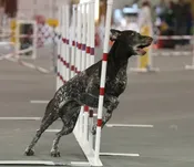 Agility Success Takes Practice — Waggles, LLC
