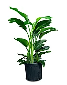 Bird Of Paradise