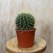 Golden Barrel Cactus 6” pot — Urban Planting Cleveland