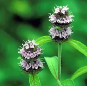 Blephilia hirsuta<br>Hairy Wood Mint