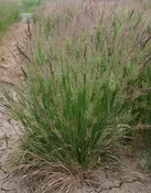 Bentgrass – Spike