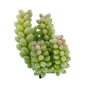 Artificial_ Succulent Jelly Bean