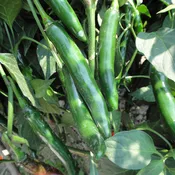 Altiplano F1 Untreated Pepper Seeds