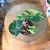 Alocasia 'Yucatan Princess' variegated