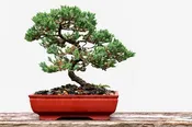 12" Bonsai Garden Large