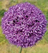 Alliums – Ambassador