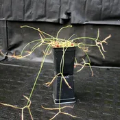 Drosera binata var multifida