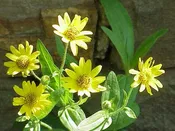 Arnica chamissonis (4") | American Arnica (4")