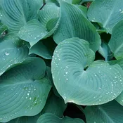 Big Daddy Hosta