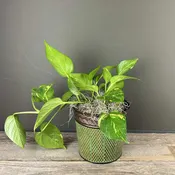 Golden Pothos- 6in