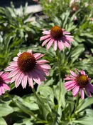 Echinacea purpurea 'Pixie Meadowbrite' / CONEFLOWER — Franks Perennial Border
