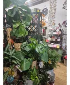 8 INCH GREEN PLANT