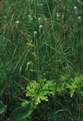 Anemone cylindrica