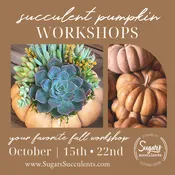 October 15 | Succulent Pumpkin Workshop — Sugar's Succulents
