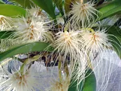 Bulb. medusae
