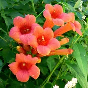 Trumpet Vine 'Flamenco' Potted Trumpet Vine Plant