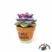 🌵 Succulent in a Pot