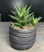 Haworthia Limifolia Succulent