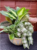 8" DISHGARDEN