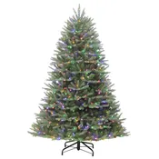 6.5′ Washington Valley Spruce