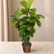 Fiddle Fig Tree Plant