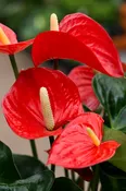 Flamingo Flower (Anthurium andraeanum)