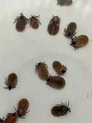 Maine Tick (Ixodes scapularis) – Preserved Specimen | Gulf Of Maine, Inc.