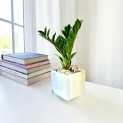 ZZ Potted 4"