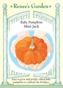 Baby Pumpkins - Mini Jack