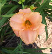 Lips Like Sugar — Hillsdale Lily Garden