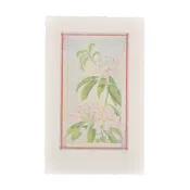 ‘Laurel’ Etching