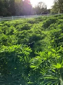 PT 404 Native Upland Mix with Color