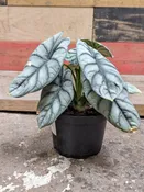 Alocasia Silver Dragon - 6" | Natty Garden