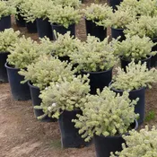 Australian Rosemary (Westringia fruticosa)