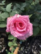 Affirm (NA) — K and M Nursery