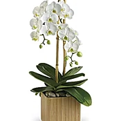 A white phaleanopsis  potted orchid plant by citywide florist nyc