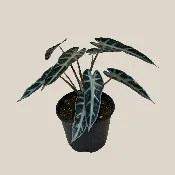 Alocasia Bambino (Alocasia Amazonica ‘Bambino’) – 6 Inch Indoor Houseplant