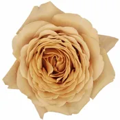 Bulk Golden Mustard Garden Roses