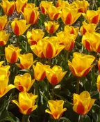 Tulip Graefin Bettina