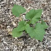 Hardwood Mulch