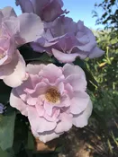 Blueberry Hill — K and M Nursery