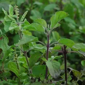Basil 'Holy Green'