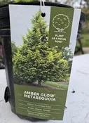 Amber Glow™ Metasequoia