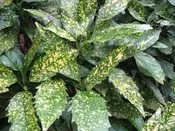 AUCUBA GOLD DUST (3 Gallon) aucuba japonica 'gold dust'