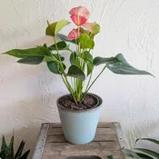 Anthurium Plant