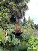 Lobelia cardinalis 'Black Truffle', Cardinal Flower