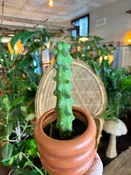 Boobie Cactus